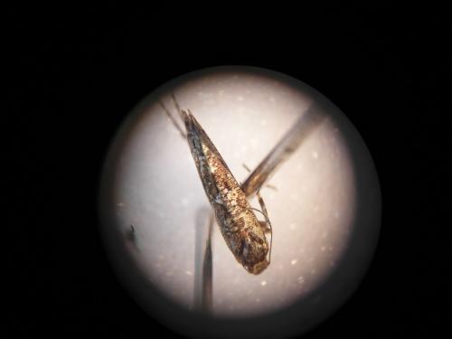 Acrolepia autumnitella